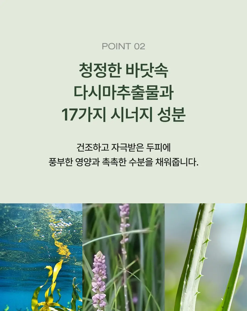 [성분천재/두피진정] 청미정 다시마 두피에센스 80ml 상세페이지 12